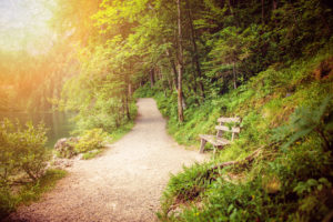 beautiful forest track in sunset